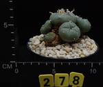 Lophophora pentagona