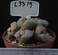 Lithops karasmontana ssp eberlanzii 8,5