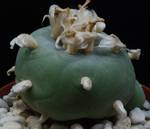 Lophophora williamsii v. texana