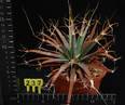 Leuchtenbergia prinzipis