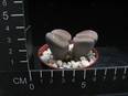 Lithops hallii