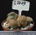 Lithops aucampiae v. aucampiae 8,5