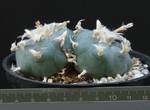 Lophophora fricii