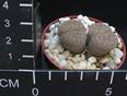 Lithops aucampiae ssp. euniceae v. fluminalis