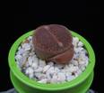 Lithops hallii