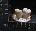 Lithops fulleri v. rouxii