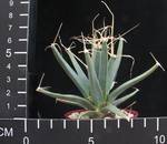 Leuchtenbergia prinzipis