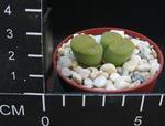 Lithops aucampiae Jacksons jade