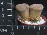 Lithops aucampiae v. aucampiae