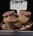 Lithops aucampiae 8,5