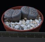 Lithops hookeri v. dabneri