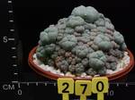 Lophophora williamsii v. caespitosa