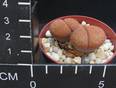 Lithops aucampiae v. koelemanii