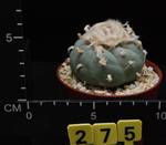 Lophophora fricii