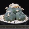 Lophophora fricii