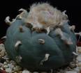 Lophophora fricii