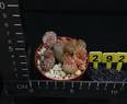 Lithops karasmontana karasmontana