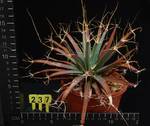 Leuchtenbergia prinzipis