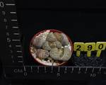 Lithops lesliei kimberley