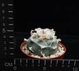 Lophophora williamsii