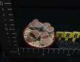 Lithops jullii ssp fulleri