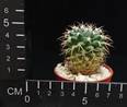 Mammillaria sartorii
