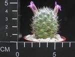 Mammillaria boolii