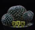 Mammillaria voburnensis