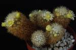 Mammillaria mieheana