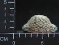 Mammillaria schiedeana