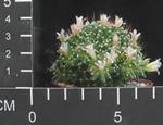 Mammillaria painteri v. monstruosa