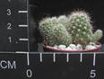 Mammillaria gracilis v. roseiflora