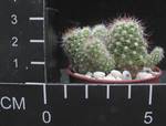 Mammillaria gracilis v. roseiflora