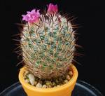 Mammillaria albilanata