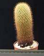 Mammillaria silvatica v. durei
