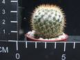 Mammillaria columbiana
