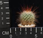 Mammillaria spinosissima