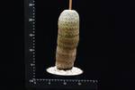 Mammillaria huitzilipochtli
