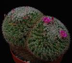 Mammillaria perbella PP20107