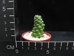 Monadenium ritchiei