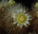 Mammillaria mieheana