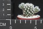 Mammillaria vetula ssp. gracilis v Arizona snowcap