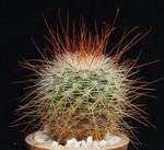 Mammillaria spinosissima