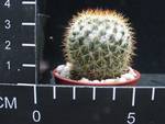 Mammillaria columbiana