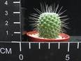 Mammillaria spinosissima v. monospina