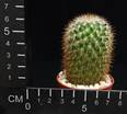 Mammillaria backebergiana v. ernestii