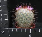 Mammillaria bombycina