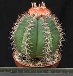 Melocactus matanzanus