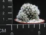 Mammillaria vetula ssp. gracilis Arizona Snowcap