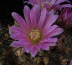Mammillaria stampferi